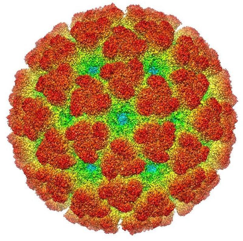 Learning More About The Chikungunya Virus