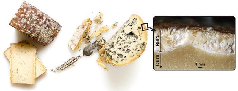 Microbial Diversity And Unique Cheeses