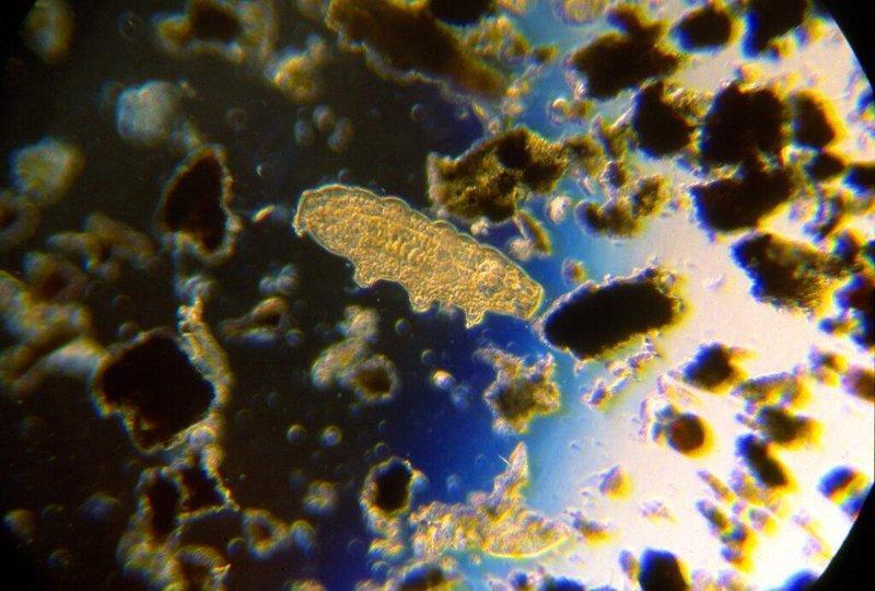 Spotlight On Grants Do Tardigrades Have A Microbiome