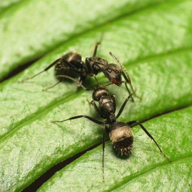 The Fungus That Makes Zombie Ants Could Use Biological Clocks To Control Their Minds