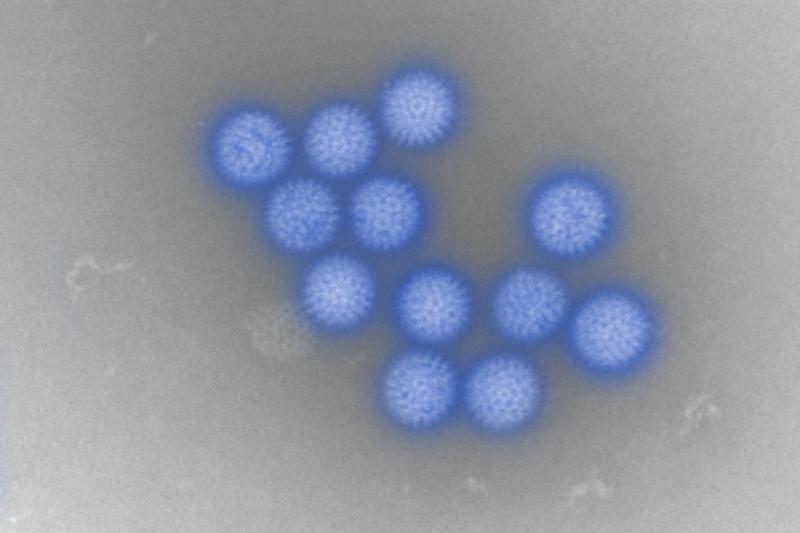 Visualising Bluetongue Virus In Midges